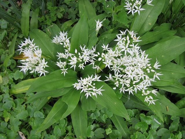 Wildpflanze